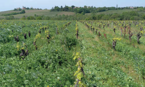 viticulture_regenerative_ECO_DYN