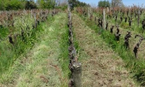 tonte-fraise-scalpage-vignes-ecodyn