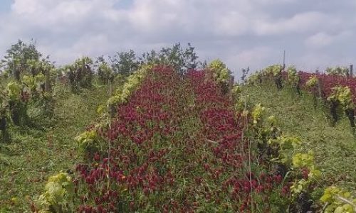 engrais-verts-vignes-ecodyn