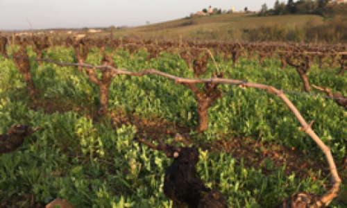 vignes engrais verts